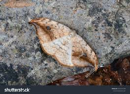 Attēlu rezultāti vaicājumam “Drepana falcataria”