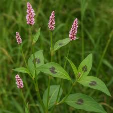 Attēlu rezultāti vaicājumam “Persicaria maculosa leaf”