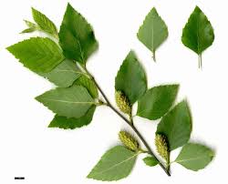 Attēlu rezultāti vaicājumam “Betula humilis leaf”