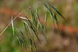 Attēlu rezultāti vaicājumam “Anisantha tectorum”