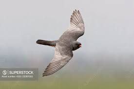 Attēlu rezultāti vaicājumam “Falco vespertinus adult”