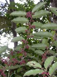 Attēlu rezultāti vaicājumam “Trichia ambigua stalked”