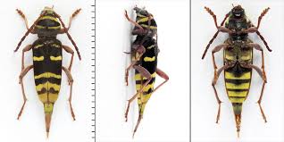 Attēlu rezultāti vaicājumam “Plagionotus detritus”