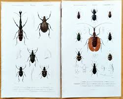 Attēlu rezultāti vaicājumam “Omophron limbatum”