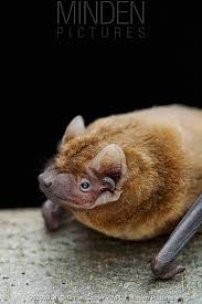 Attēlu rezultāti vaicājumam “Nyctalus noctula”