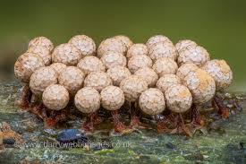 Attēlu rezultāti vaicājumam “Licea pusilla spores”