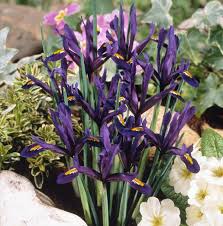 Attēlu rezultāti vaicājumam “Iris reticulata”