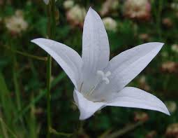 Attēlu rezultāti vaicājumam “Campanula patula”