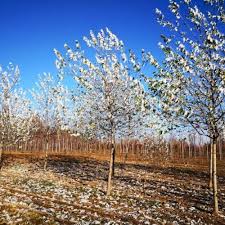 Attēlu rezultāti vaicājumam “Populus alba Nivea”