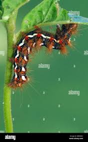 Attēlu rezultāti vaicājumam “Acronicta rumicis larva”