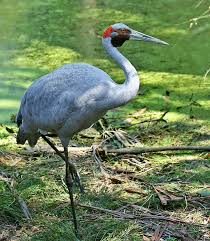 Attēlu rezultāti vaicājumam “Gruiformes”