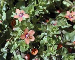 Attēlu rezultāti vaicājumam “Anagallis arvensis leaf”