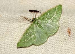 Attēlu rezultāti vaicājumam “Thetidia smaragdaria”