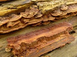 Attēlu rezultāti vaicājumam “Coriolopsis trogii”