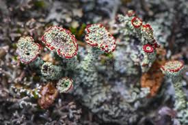 Attēlu rezultāti vaicājumam “Cladonia coccifera”