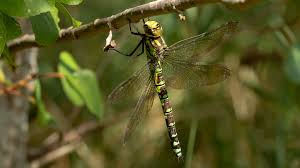 Attēlu rezultāti vaicājumam “Aeshnidae”