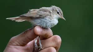 Attēlu rezultāti vaicājumam “Hippolais caligata”