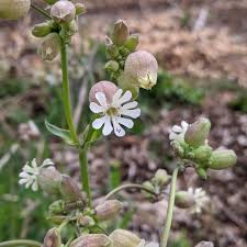 Attēlu rezultāti vaicājumam “Silene vulgaris flower”