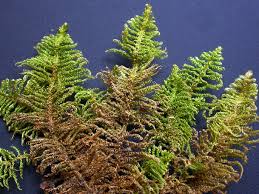 Attēlu rezultāti vaicājumam “Ptilium crista-castrensis”