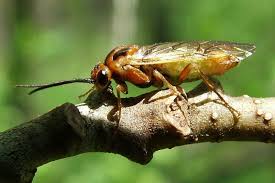 Attēlu rezultāti vaicājumam “Tenthredinidae”