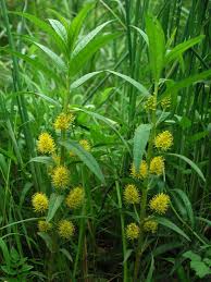 Attēlu rezultāti vaicājumam “Lysimachia thyrsiflora”