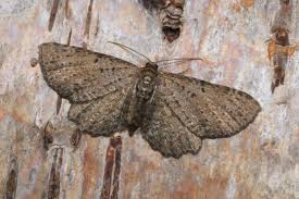 Attēlu rezultāti vaicājumam “Anticollix sparsata”