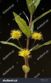 Attēlu rezultāti vaicājumam “Lysimachia thyrsiflora flower”