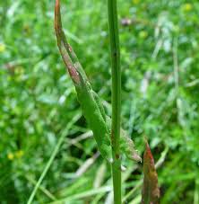 Attēlu rezultāti vaicājumam “Rumex acetosa bud”