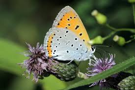Attēlu rezultāti vaicājumam “Lycaena dispar female”