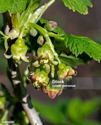 Attēlu rezultāti vaicājumam “Ribes uva-crispa flower”