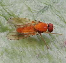 Attēlu rezultāti vaicājumam “Platypezidae”