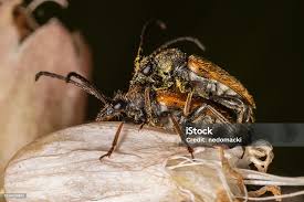 Attēlu rezultāti vaicājumam “Pseudovadonia livida”