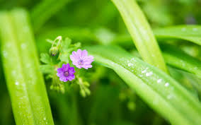 Attēlu rezultāti vaicājumam “Geranium pusillum flower”