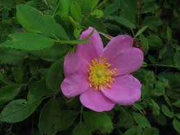 Attēlu rezultāti vaicājumam “Rosa majalis”