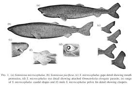 Image result for Somniosus pacificus