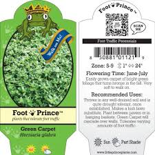 Attēlu rezultāti vaicājumam “Herniaria glabra”