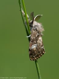 Attēlu rezultāti vaicājumam “Gynaephora selenitica larva”