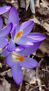 Attēlu rezultāti vaicājumam “Crocus tommasinianus flower”