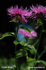 Attēlu rezultāti vaicājumam “Centaurea phrygia”