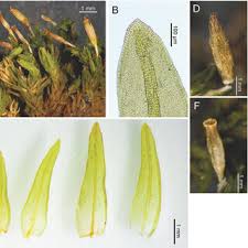 Attēlu rezultāti vaicājumam “Orthotrichum diaphanum sporophyte”