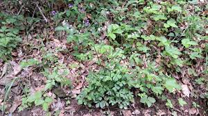 Attēlu rezultāti vaicājumam “Sanicula europaea bud”