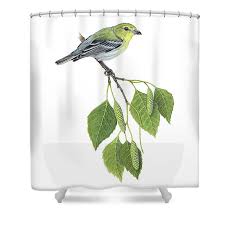 Image result for Vireo flavifrons