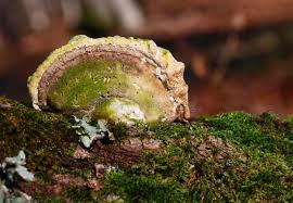 Attēlu rezultāti vaicājumam “Cerrena unicolor”