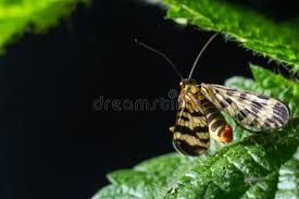 Attēlu rezultāti vaicājumam “Panorpa communis”