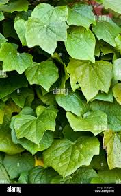 Attēlu rezultāti vaicājumam “Menispermum dauricum leaf”