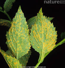 Attēlu rezultāti vaicājumam “Campanula latifolia leaf”