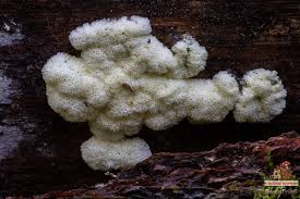 Attēlu rezultāti vaicājumam “Ceratiomyxa porioides plasmodium”