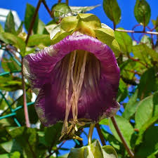 Image result for Glockenrebe