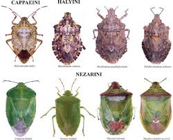 Attēlu rezultāti vaicājumam “Pentatomidae”