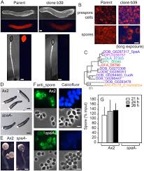 Attēlu rezultāti vaicājumam “Didymium proximum spores”